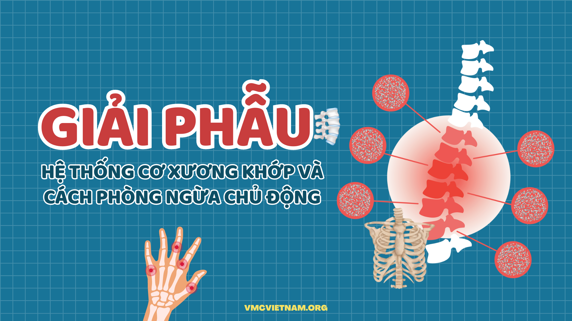GIẢI PHẪU HỆ THỐNG CƠ XƯƠNG KHỚP VÀ CÁCH PHÒNG NGỪA CHỦ ĐỘNG